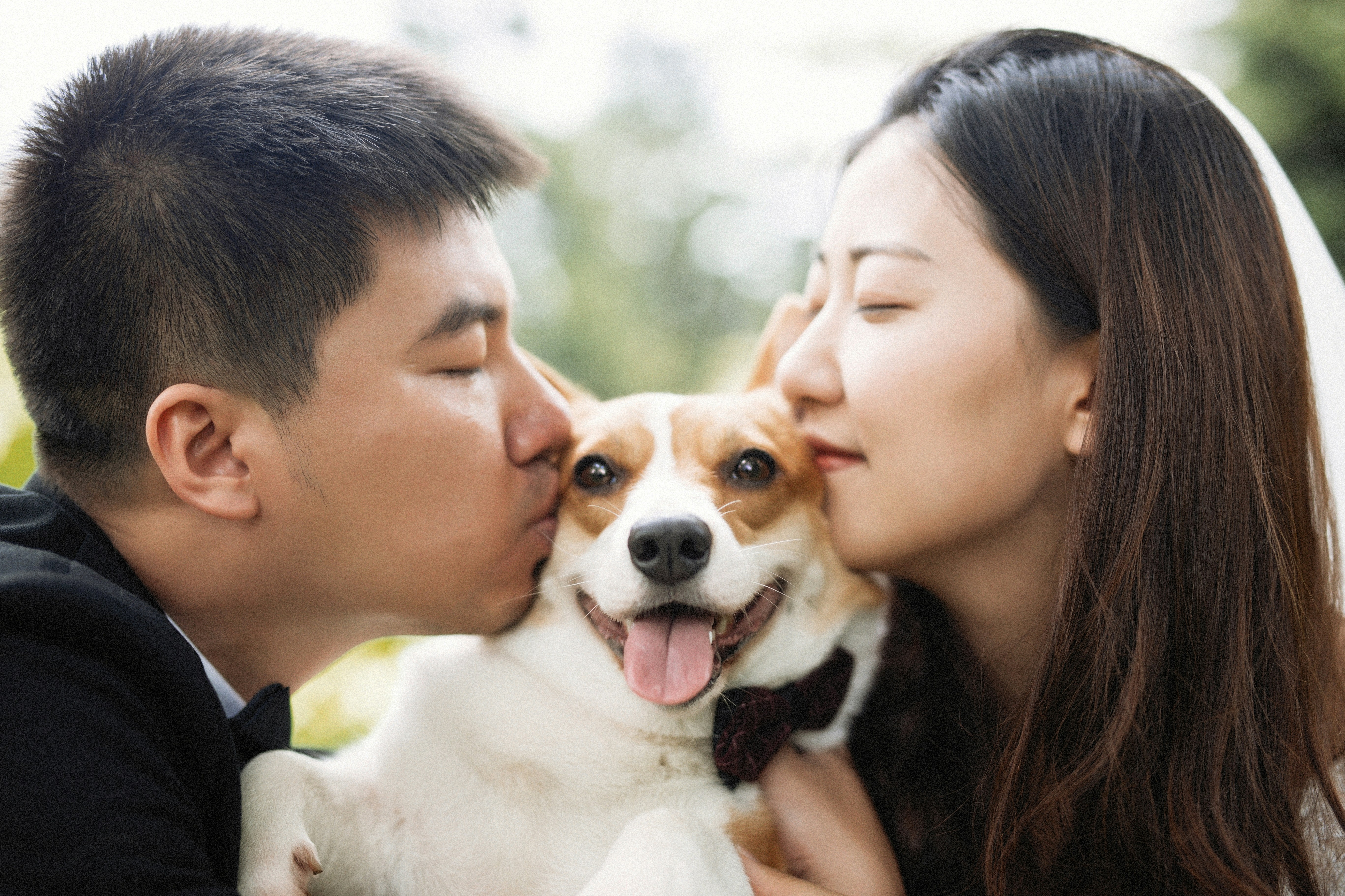 ペットと飼い主の日本での再会イメージ